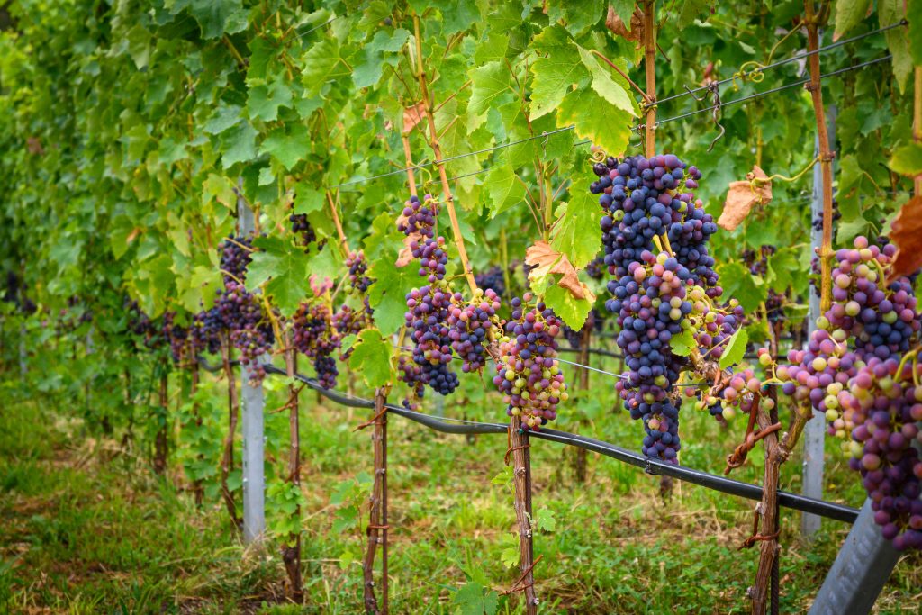 Protéger les vignes des gelées avec un groupe électrogène GELEC Energy